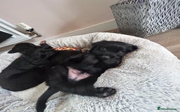 Mixed Breed dogs for sale: KC COCKER X MINI COLLIE PUPS  - Advert 18