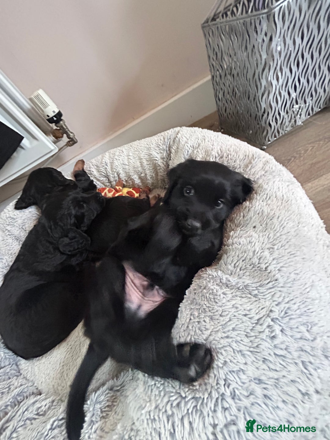 Mixed Breed dogs for sale: KC COCKER X MINI COLLIE PUPS  - Advert 18