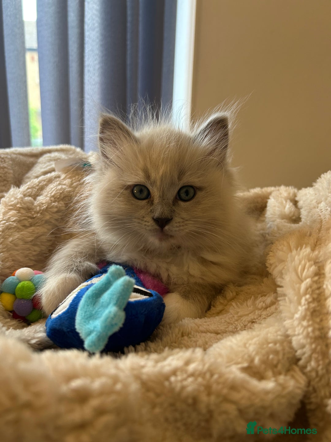 Ragdoll cats for sale: Blue mitted light mink  - Image 6