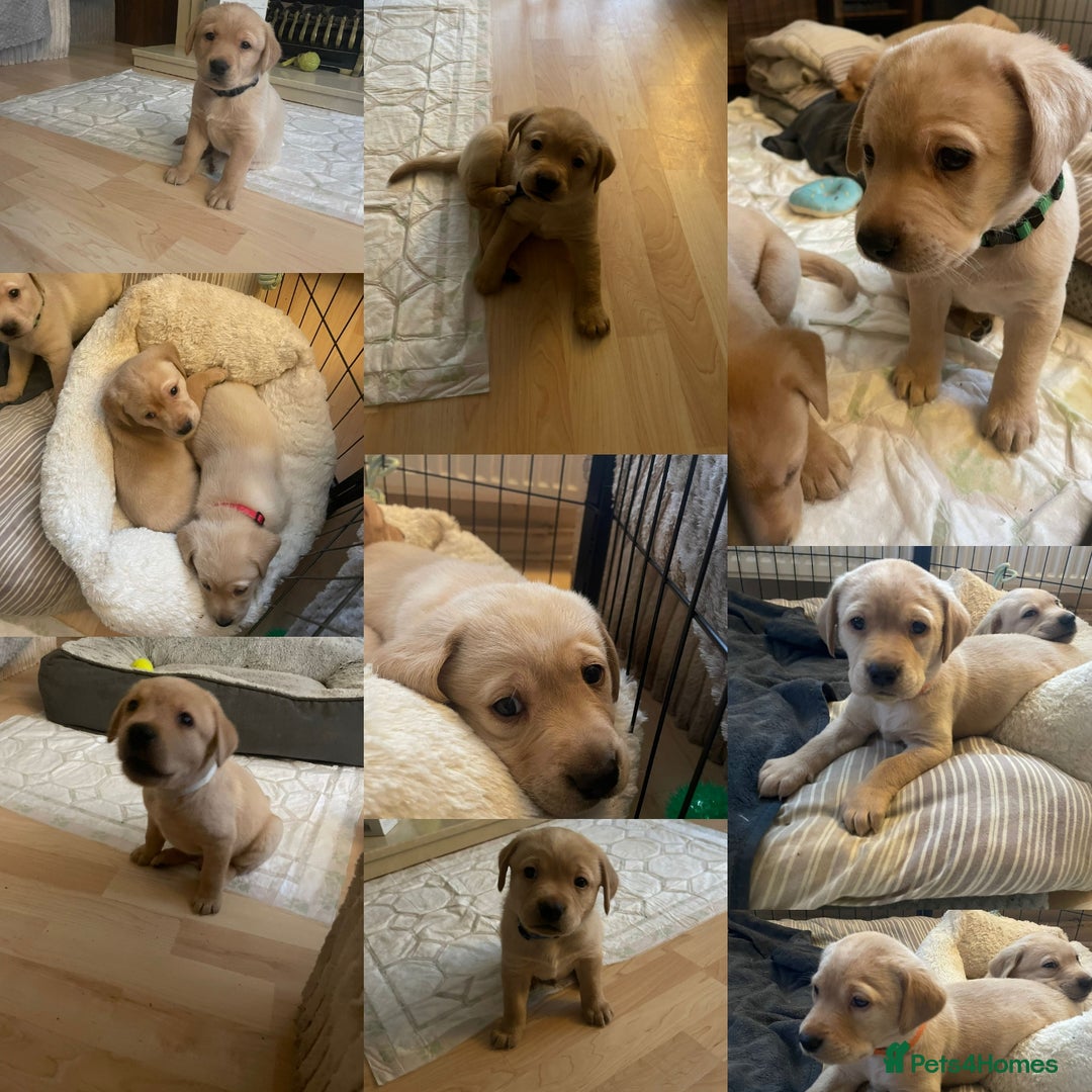 Melbourne Region Free Puppies Gumtree Labrador Dogs Labrador