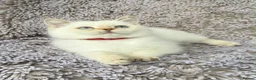 British Shorthair cats for sale: GCCF Gorgeous British Shorthair kittens  - Advert 12