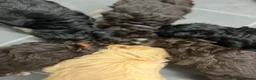 Miniature Schnauzer dogs for stud: Chocolate /White Miniature Schnauzer At STUD - Advert 8
