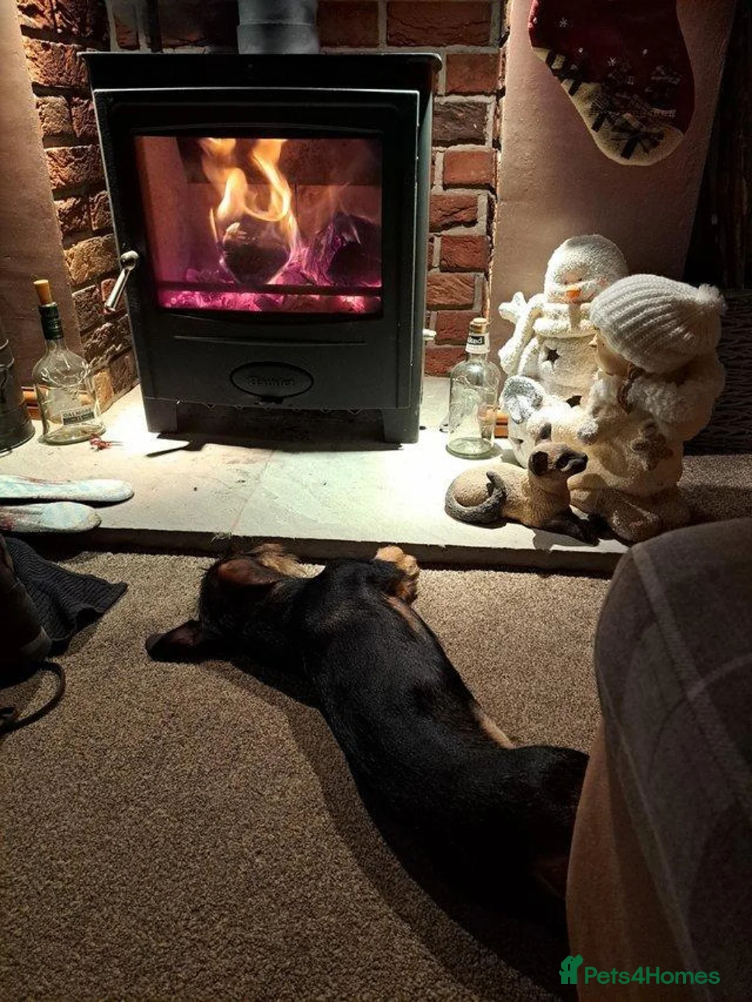 Miniature Dachshund dogs for stud: Kc reg Miniature wire haired dachshund (Teckle) - Advert 2