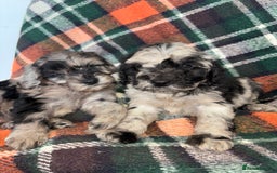 Cockapoo dogs for sale: Cockapoo Puppies  - Image 11