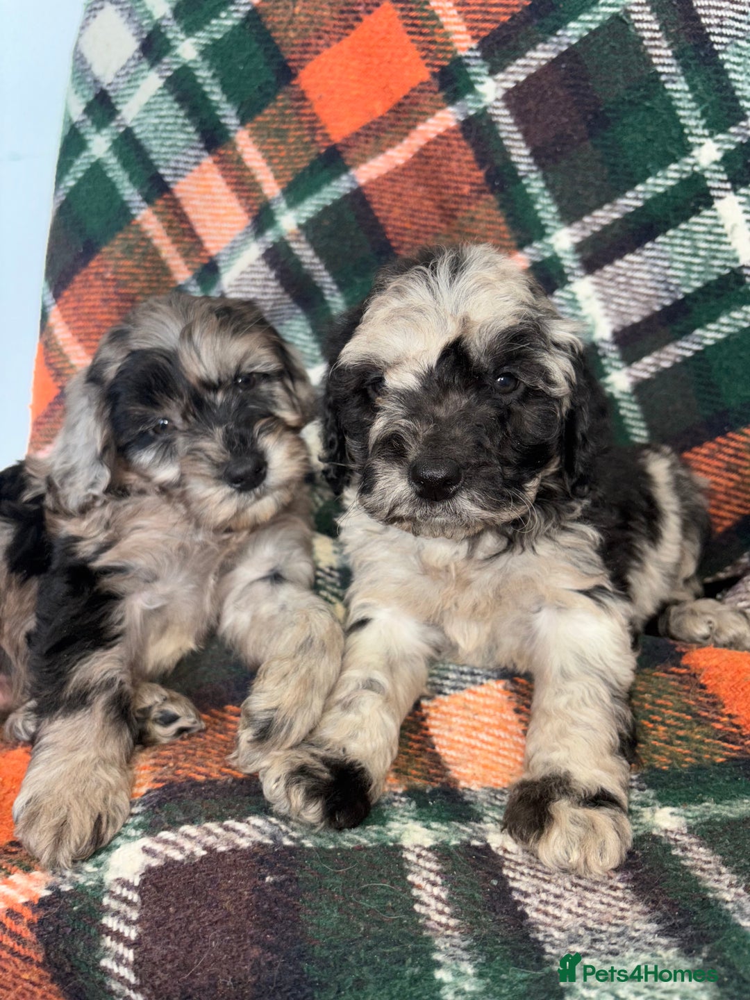 Cockapoo dogs for sale: Cockapoo Puppies  - Image 11