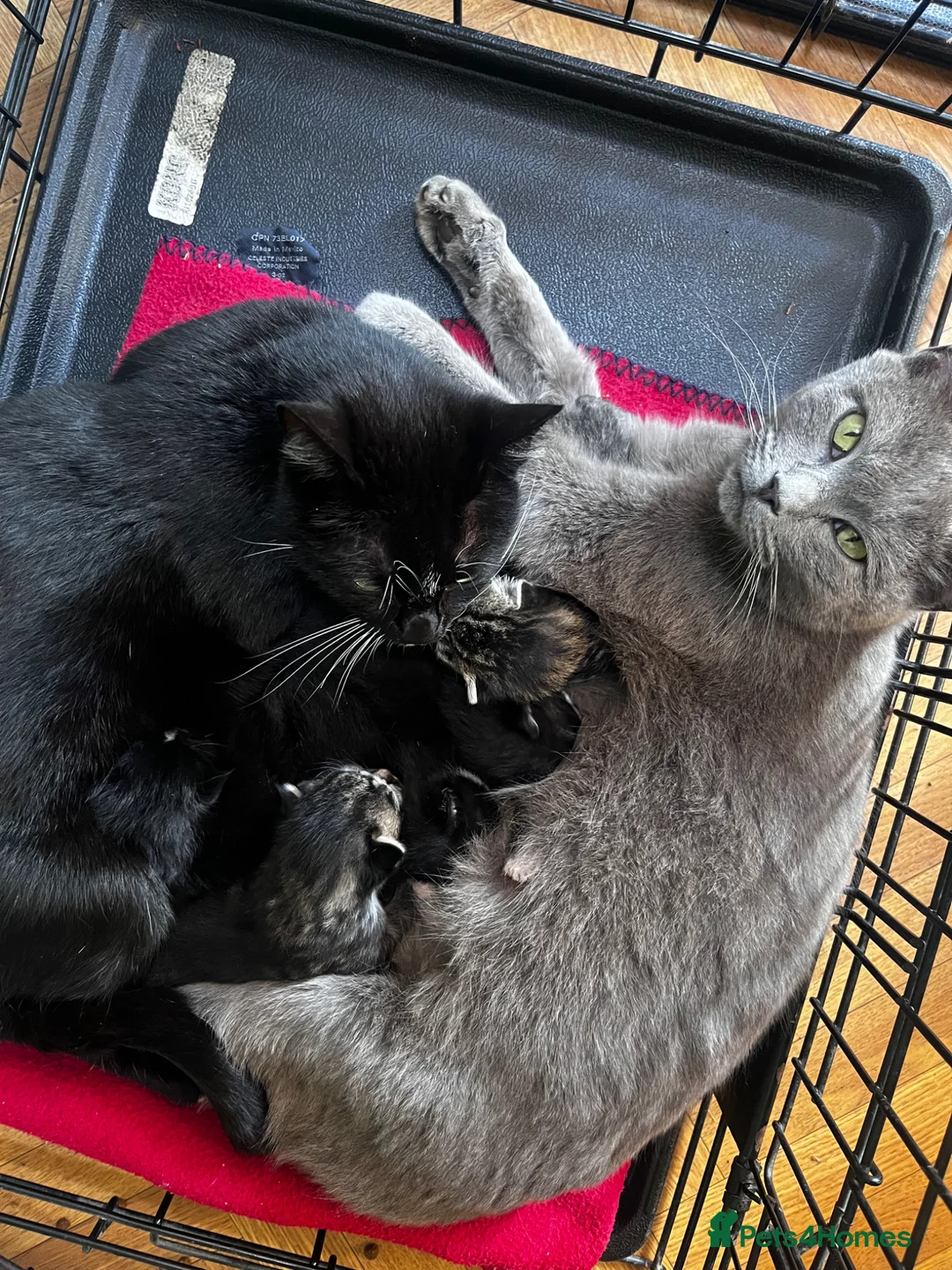 Mixed Breed cats for sale: Beautiful 1/2 Brit Blue 1/2 tabby - Advert 2