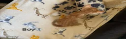 Mixed Breed cats for sale: Ginger kittens 4 sale in Bournemouth - Advert 3