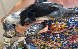 Sprocker dogs for sale: Beautiful sprocker spanials  - Image 9