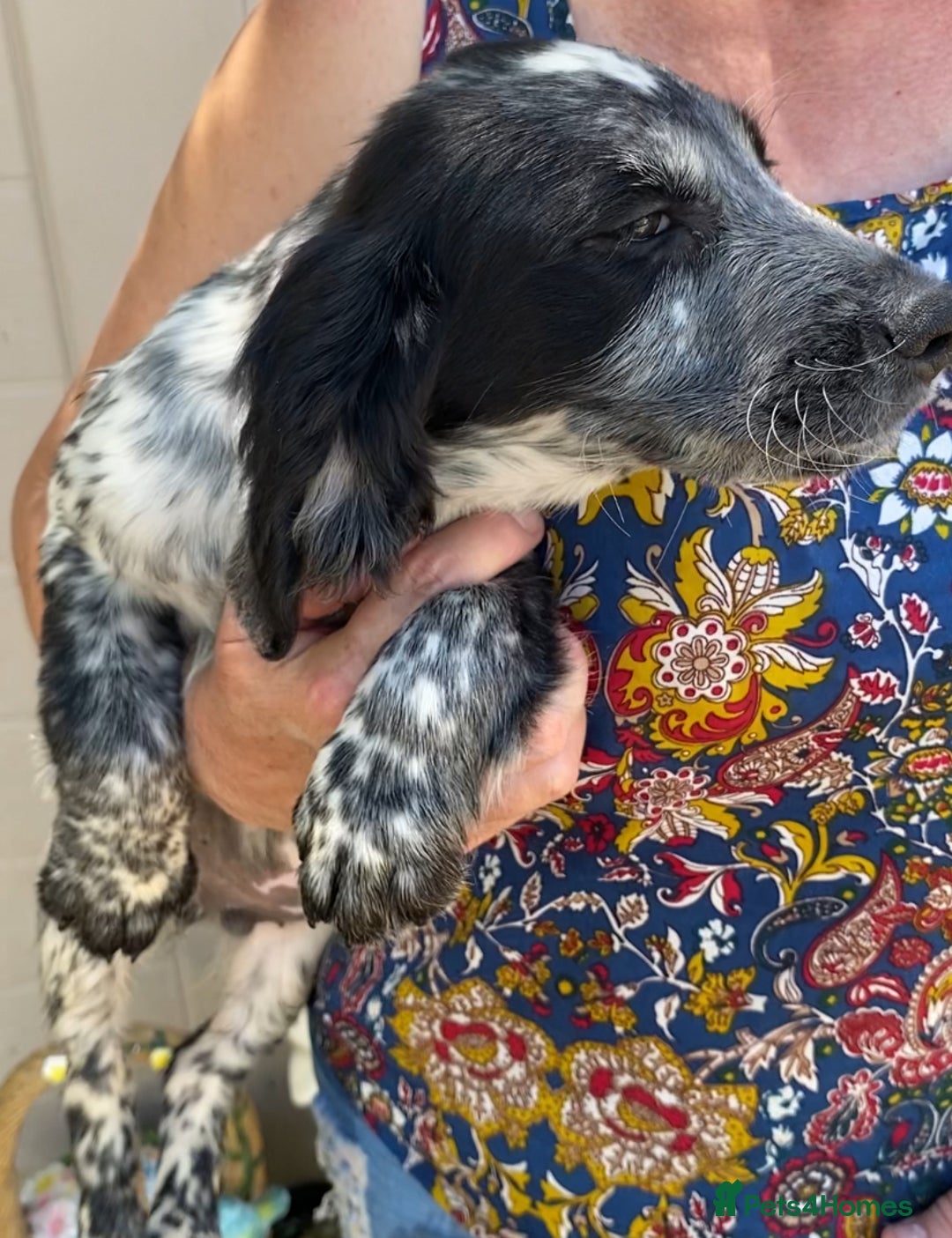 Sprocker dogs for sale: Beautiful sprocker spanials  - Image 9