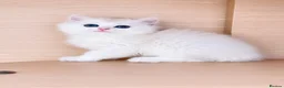 British Longhair cats for sale:  Longhair Silver Point & Golden Point Kittens - Advert 3