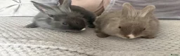 Mixed Breed rabbits for sale: Two beautiful bunnies - Advert 2