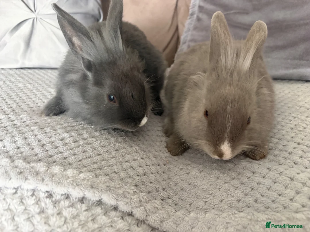 Mixed Breed rabbits for sale: Two beautiful bunnies - Advert 2
