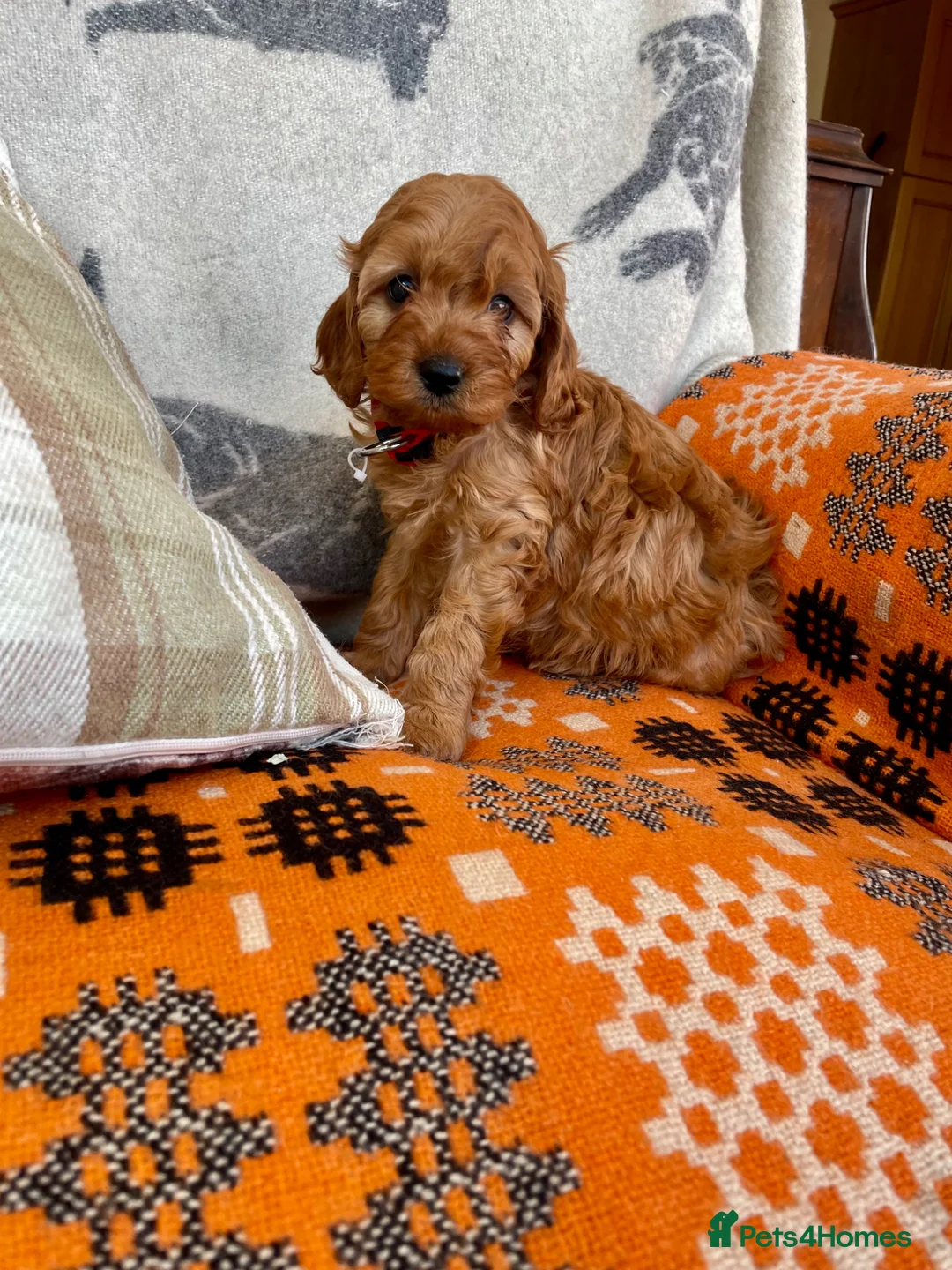 Cavapoochon dogs for sale: Boy and girls available  - Advert 6