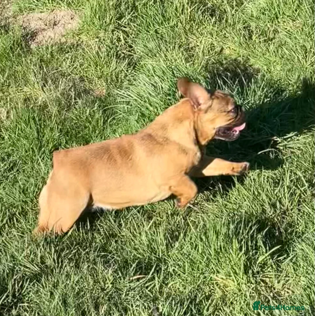 French Bulldog dogs for sale: KC HEALTH TESTED FRENCH BULLDOGS SPAYED GIRLS  - Advert 8