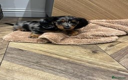 Miniature Dachshund dogs for sale: AMAZING MINIATURE DACHSHUNDS PUPPIES - Image 6