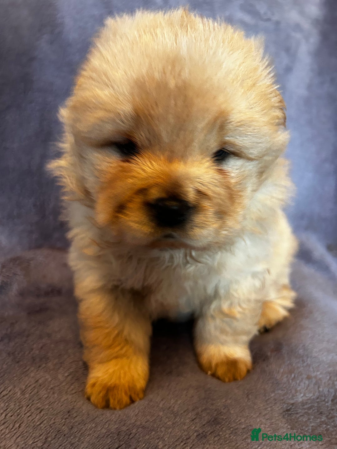 Chow Chow dogs for sale: Stunning chow chow puppies  - Advert 26
