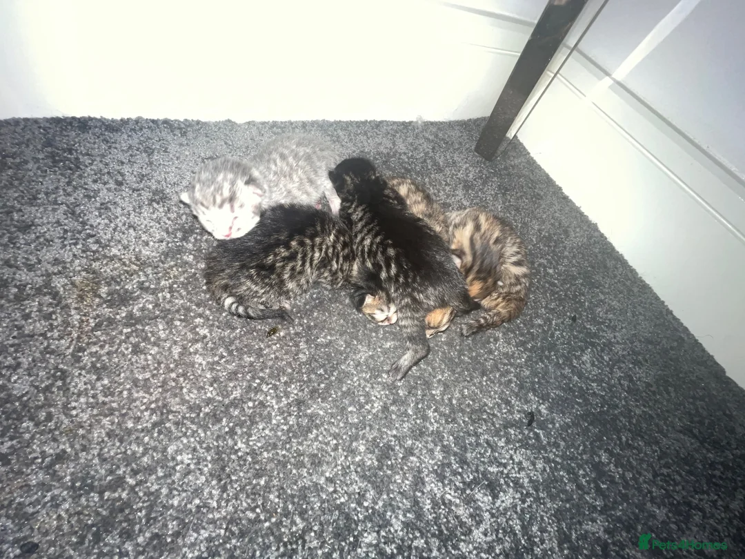 Bengal cats for sale: 5 Bengal x ginger tabby kittens  in Melksham - Advert 10