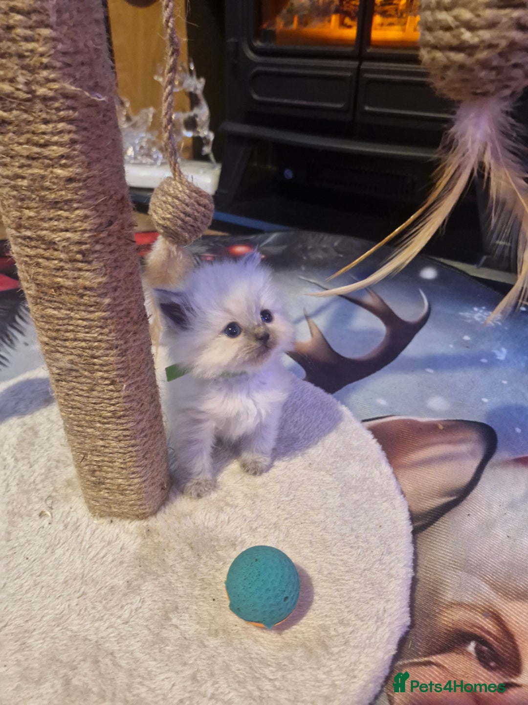 Ragdoll cats for sale: Lovely ragdoll baby's  - Advert 13