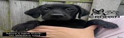 Labrador Retriever dogs for sale: Outstanding, Health Tested, KC Reg, Labrador Pups - Advert 6