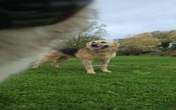 Mixed Breed dogs for adoption: GUS - The gentleman - Image 11