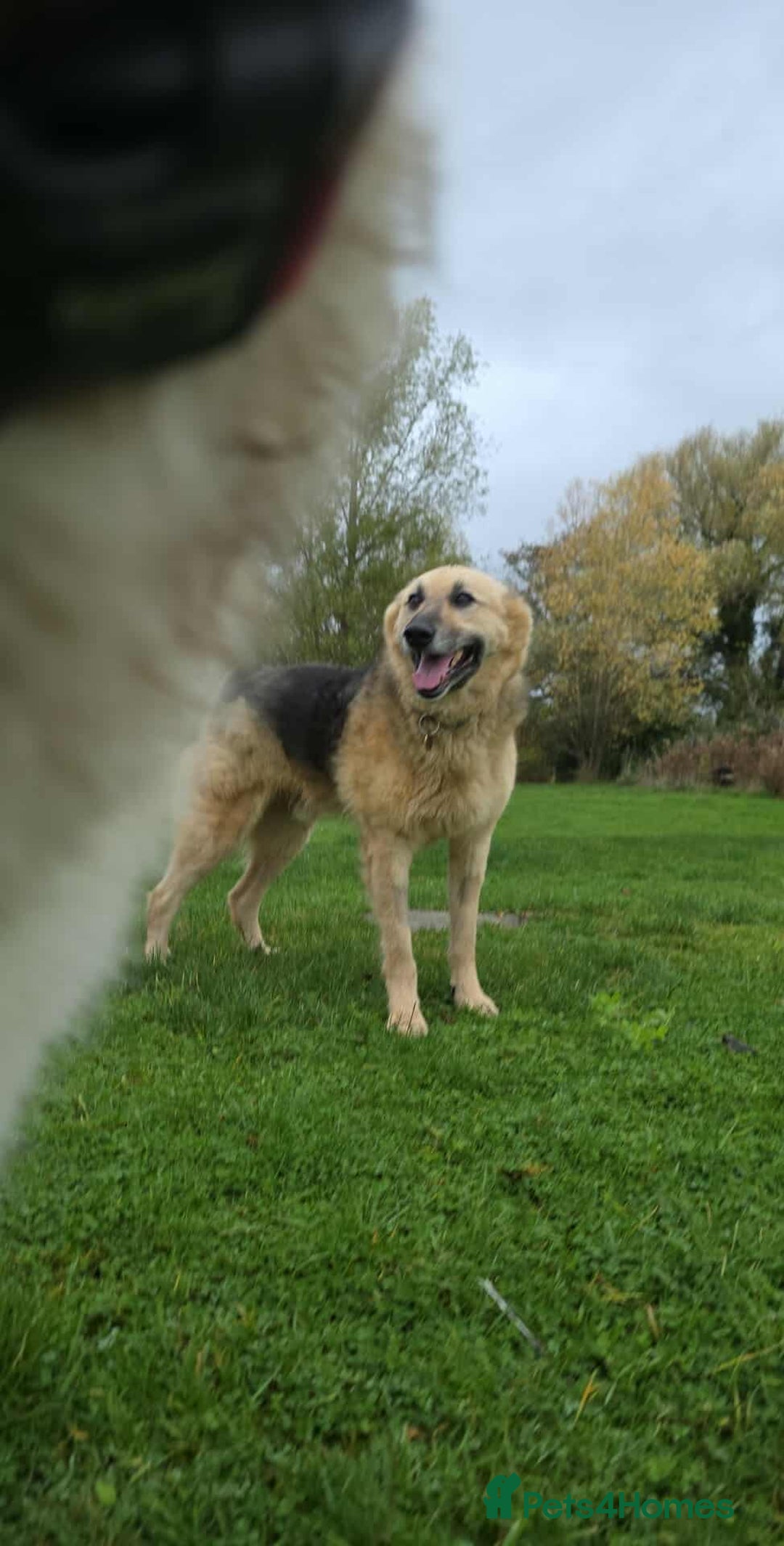Mixed Breed dogs for adoption: GUS - The gentleman - Image 11