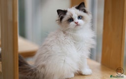 Ragdoll cats for sale: GCCF Sweet Ragdoll girl champion line - Image 4