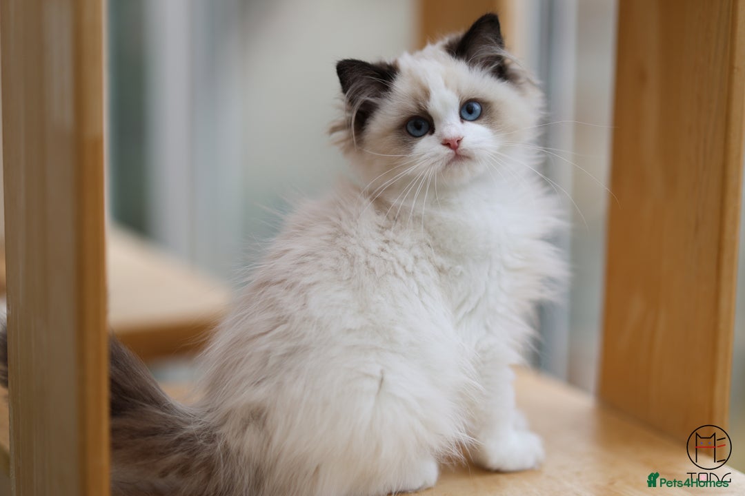 Ragdoll cats for sale: GCCF Sweet Ragdoll girl champion line - Image 4