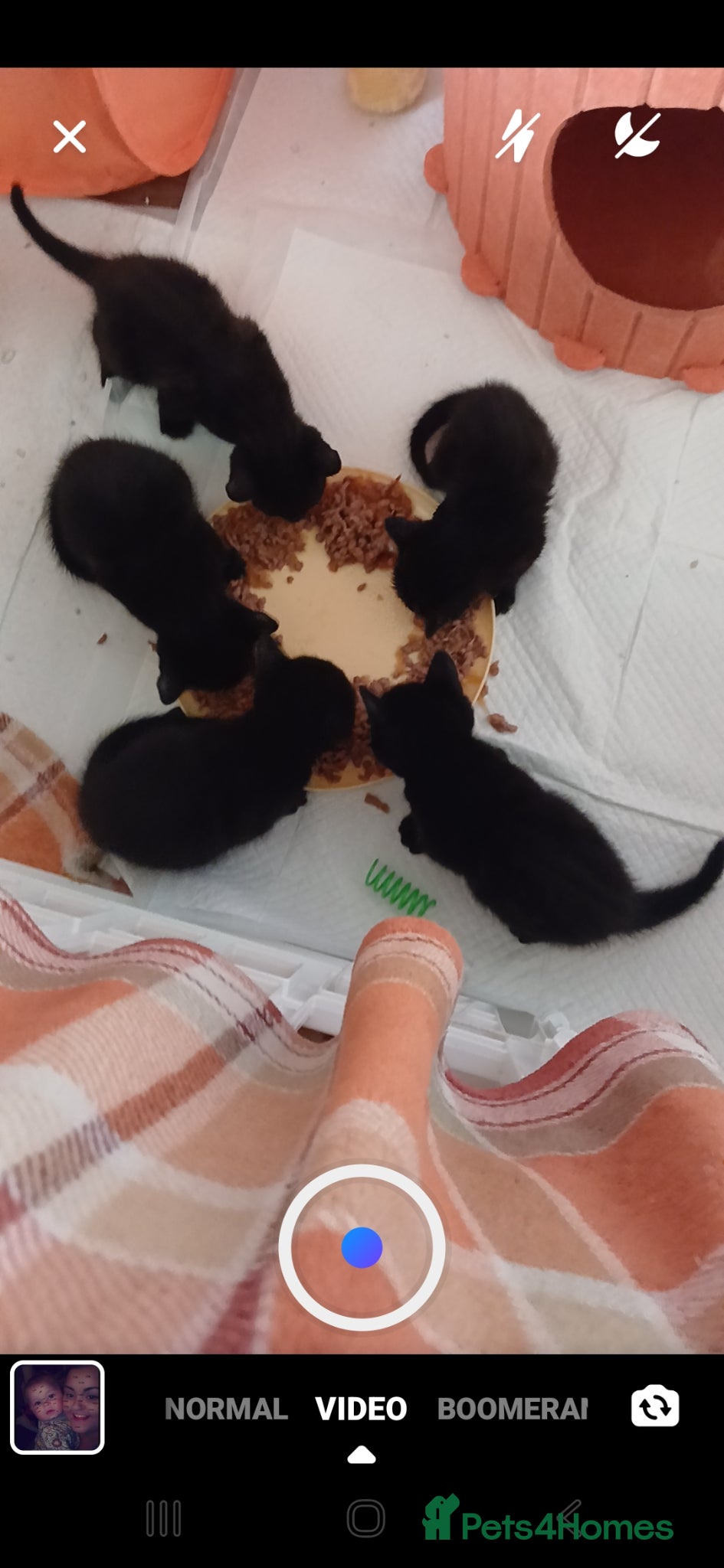 Mixed Breed cats All kittens are very playfully and very cute - Advert 1