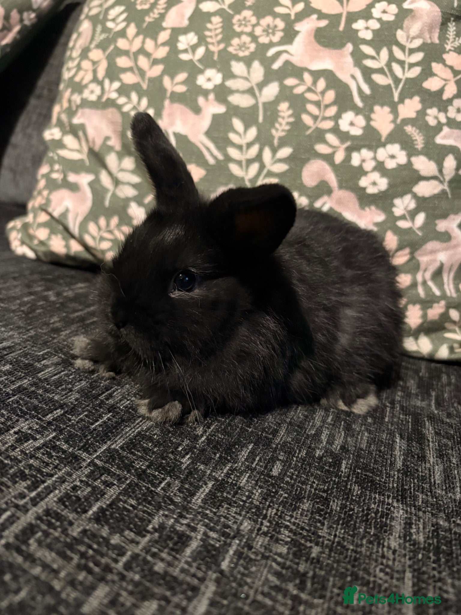 Mini Lop rabbits Black mini lop buck, ready now - Advert 21