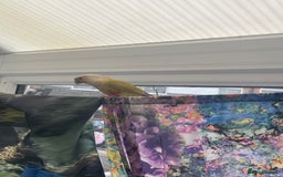 Conures birds for sale: Pineapple Conoures - Image 1