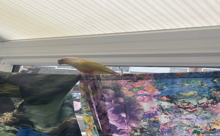 Conures birds - Advert 1