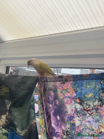 Conures birds - Advert 1