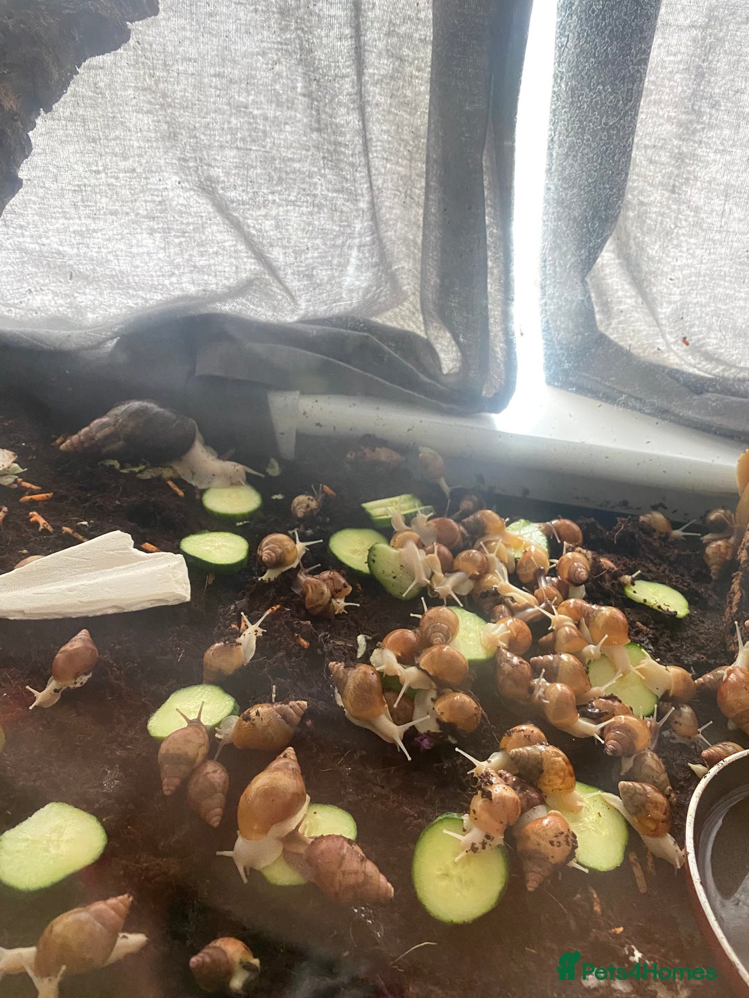 Snails invertebrates for sale: Beautiful Variety of African Land Snails  - Image 4