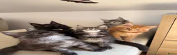 Maine Coon cats for sale: TICCA Registered MaineCoon Kittens  - Advert 4