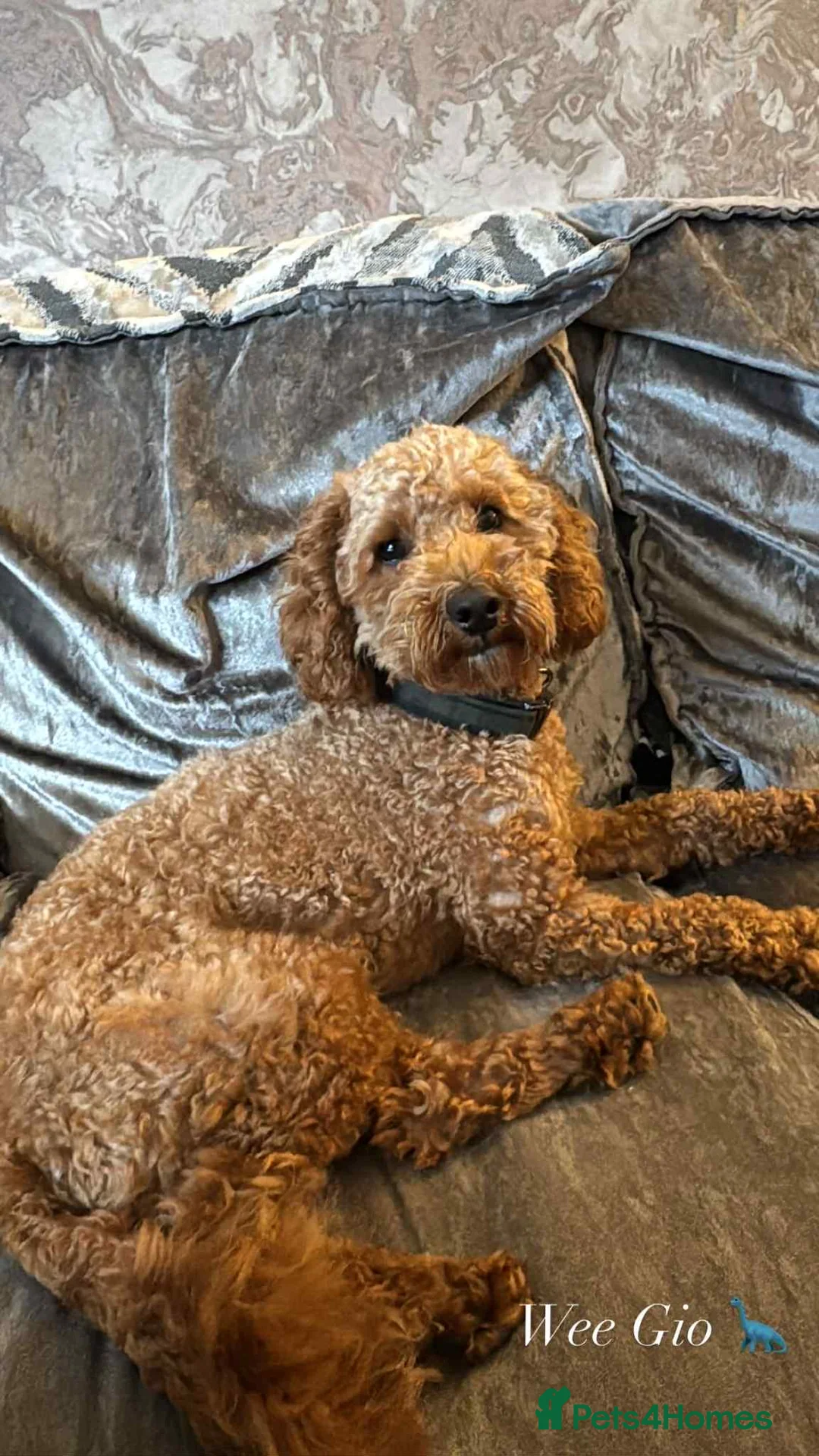 Toy Poodle dogs for stud: Red Toy Poodle Stud - Advert 5
