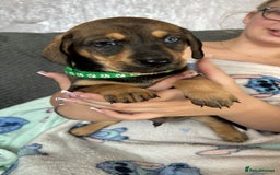 Mixed Breed dogs for sale: Husky cross dashound  - Image 7