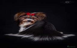 Biewer Terrier dogs for sale: Pure breed Biewer Terrier puppies 4 Generation  - Advert 5