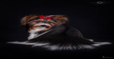 Biewer Terrier dogs - Advert 6