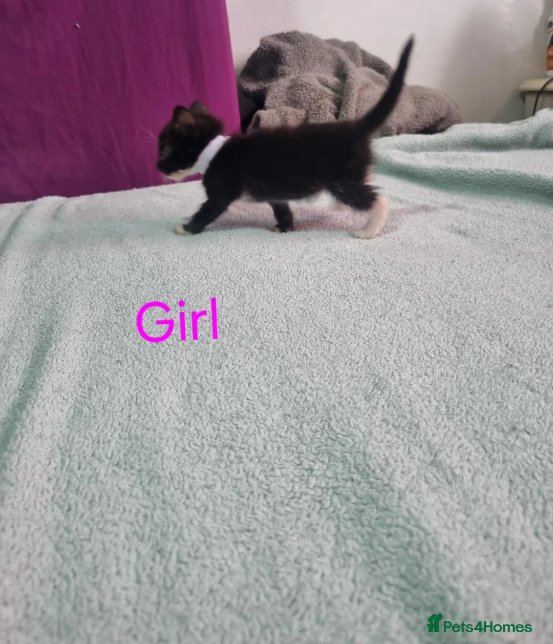Mixed Breed cats for sale: Black kittens  - Advert 9