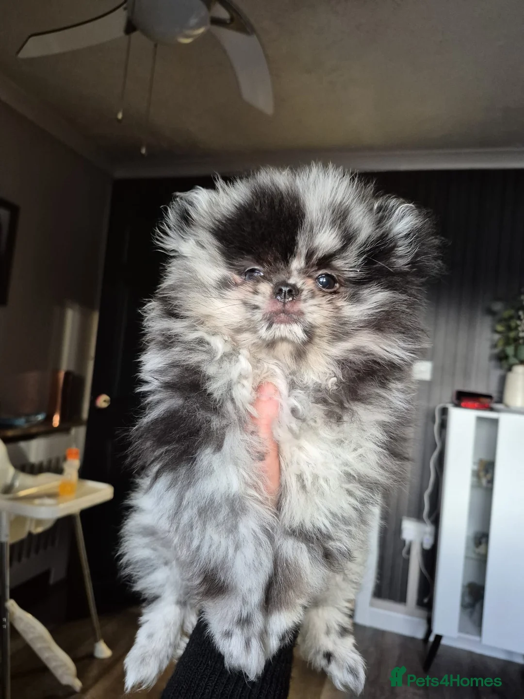 Pomeranian dogs for sale: Female pomeranian  - Advert 2