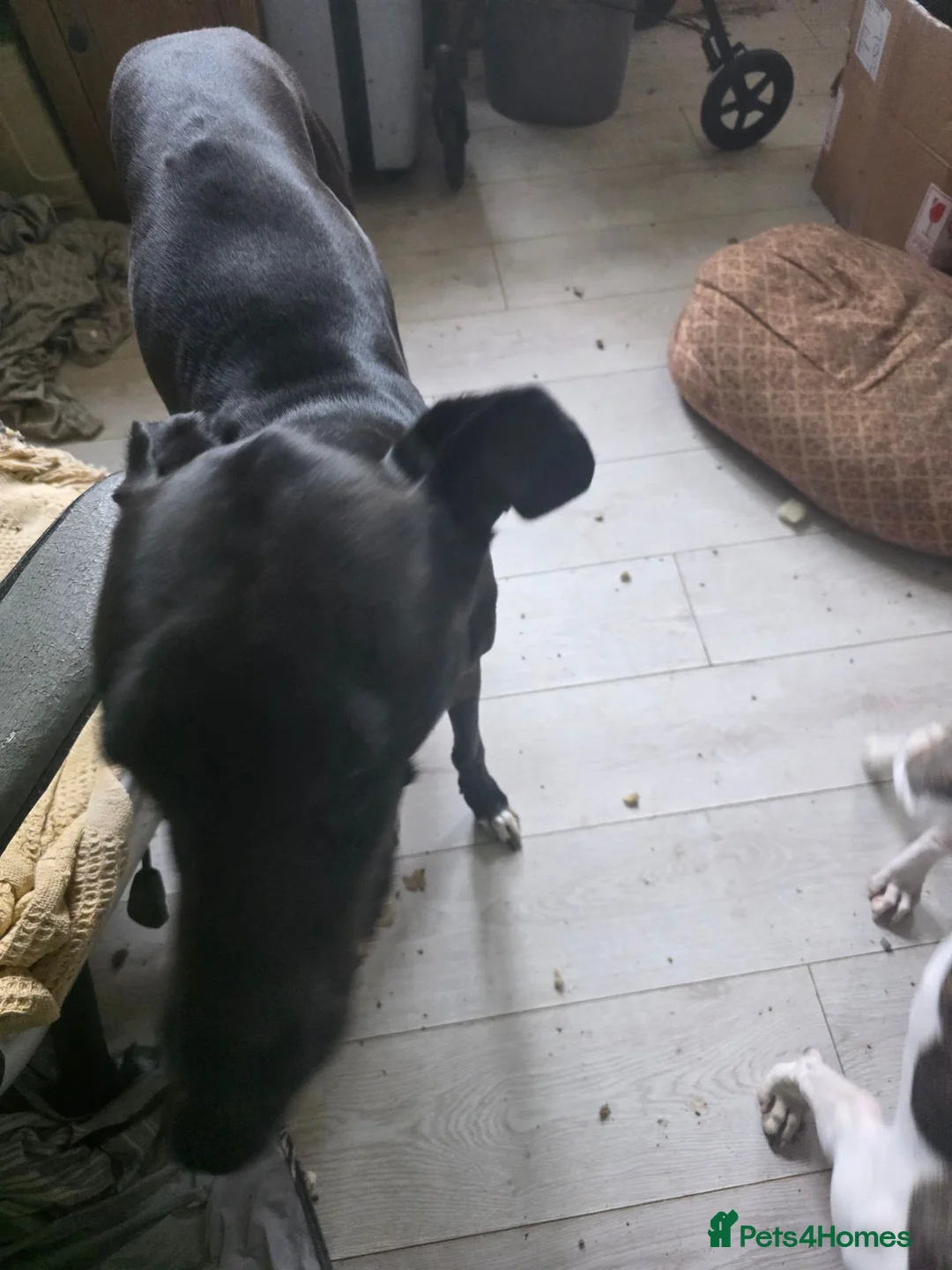 Mixed Breed dogs for sale: American Staff x Lurcher - Advert 8