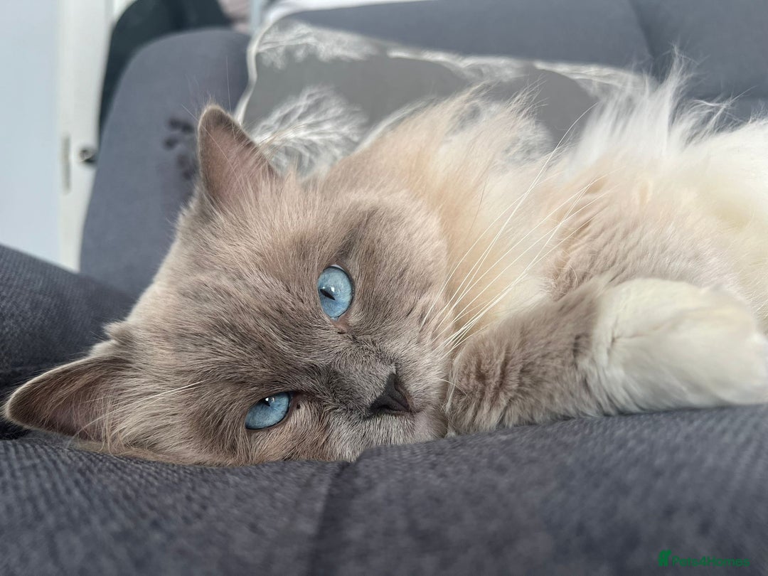 Ragdoll cats for stud: PROVEN GCCF Active Ragdoll Stud Dilute Lilac Genes in Manchester - Image 4