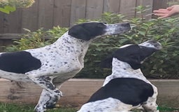 Pointer dogs for sale: ⭐️ 2 beautiful boys looking for forever homes⭐️ - Image 3