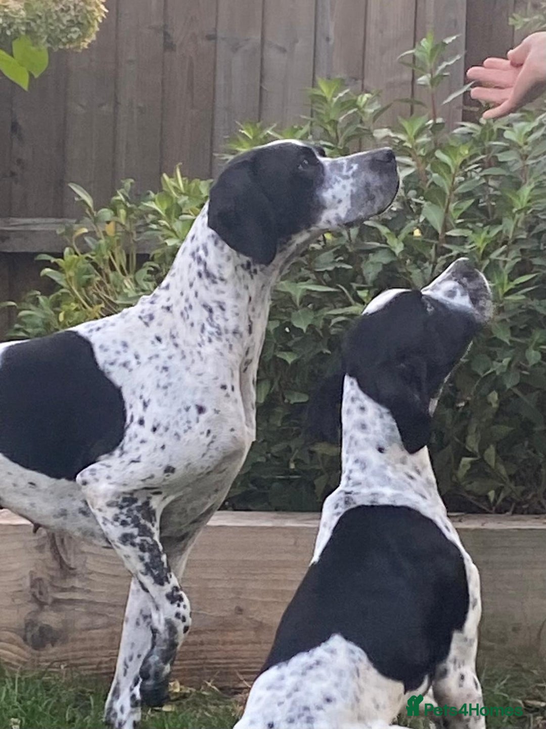 Pointer dogs for sale: ⭐️ 2 beautiful boys looking for forever homes⭐️ - Image 3