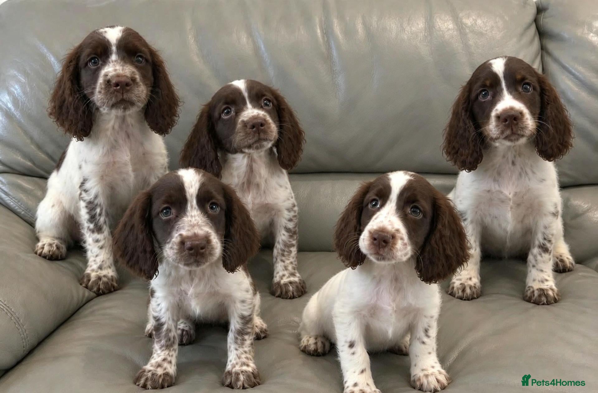 Cocker Spaniel dogs Cocker Spaniel Puppies Ready Now - Advert 15