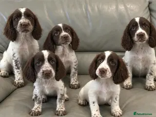 Cocker Spaniel dogs Cocker Spaniel Puppies Ready Now - Advert 15