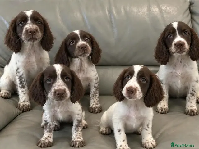 Cocker Spaniel dogs Cocker Spaniel Puppies Ready Now - Advert 17