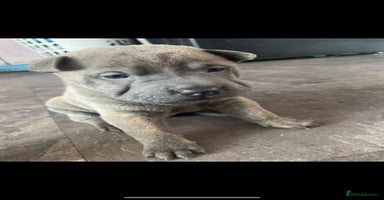Mixed Breed dogs - Advert 4