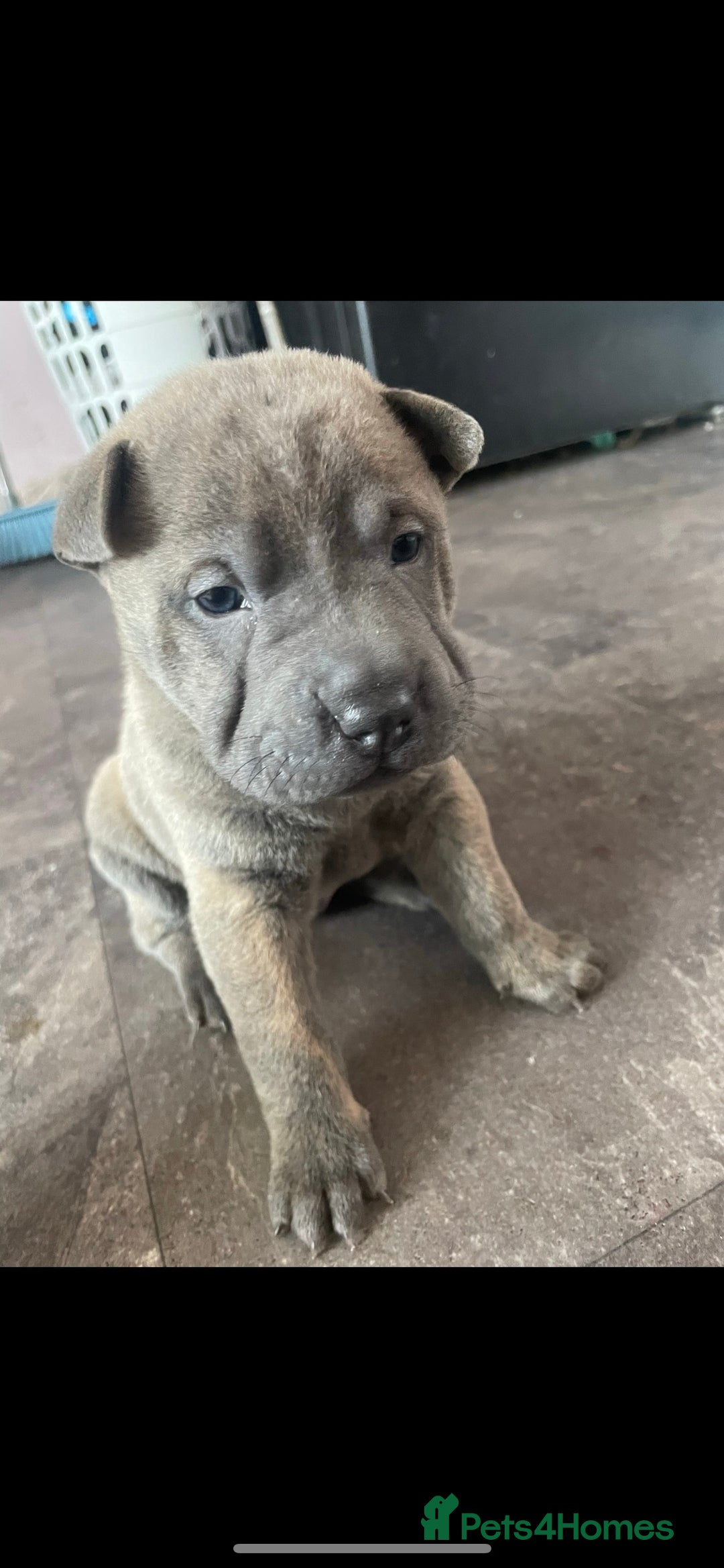 Mixed Breed dogs for sale: Staffie/sharpei pups  - Image 3