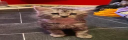 Maine Coon cats for sale: “Stunning” Maine Coon Kittens Ready to Leave Now - Advert 23